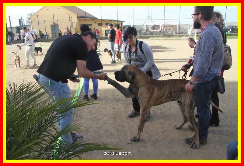 180311 mostra_canina 179.jpg